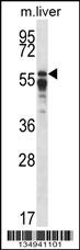 PPP2R5A Antibody