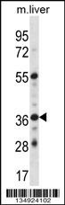 GPER1 Antibody