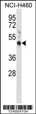 GPER1 Antibody