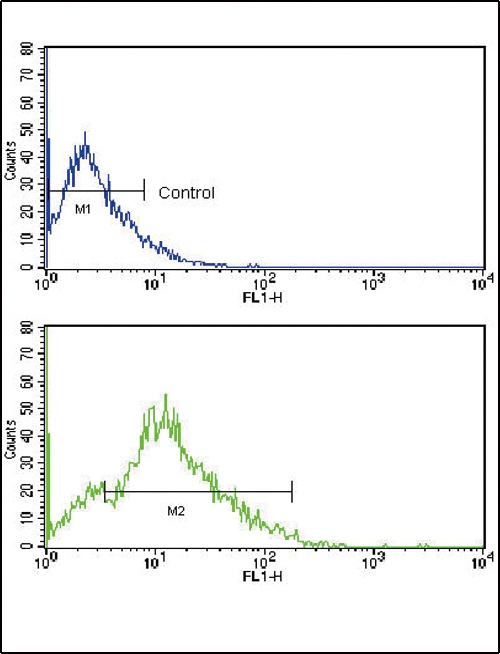 CD3G Antibody