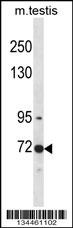 Clk3 Antibody
