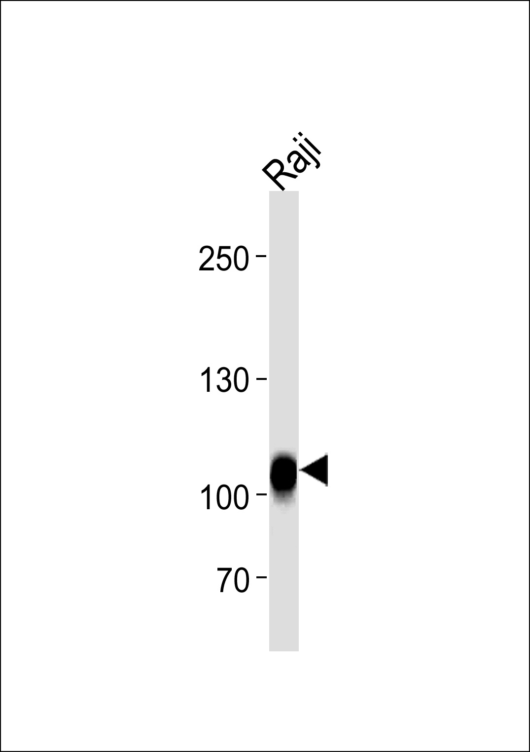 CD19 Antibody