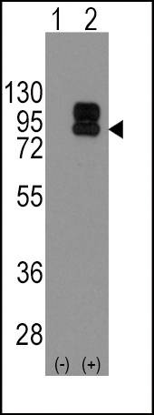 CD19 Antibody