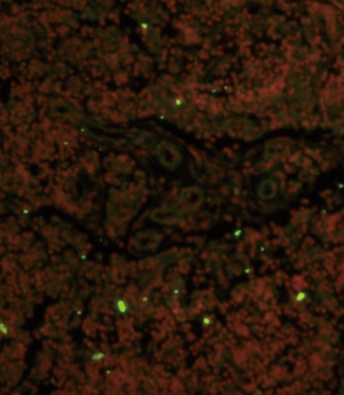 CD19 Antibody