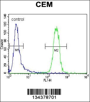 POLG Antibody