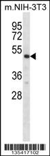 Rps6kb2 Antibody