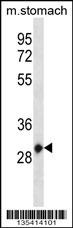 Hoxc12 Antibody