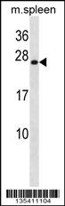 Mouse Hoxb7 Antibody
