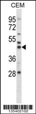 Map2k2 Antibody