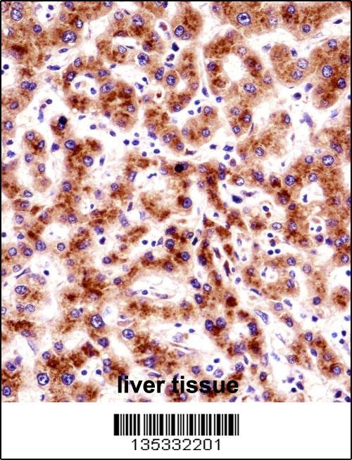 SEC61B Antibody