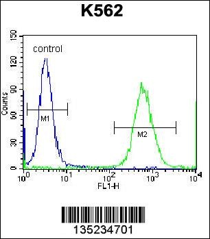 CTF1 Antibody