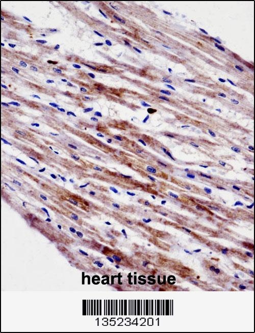 CTF1 Antibody
