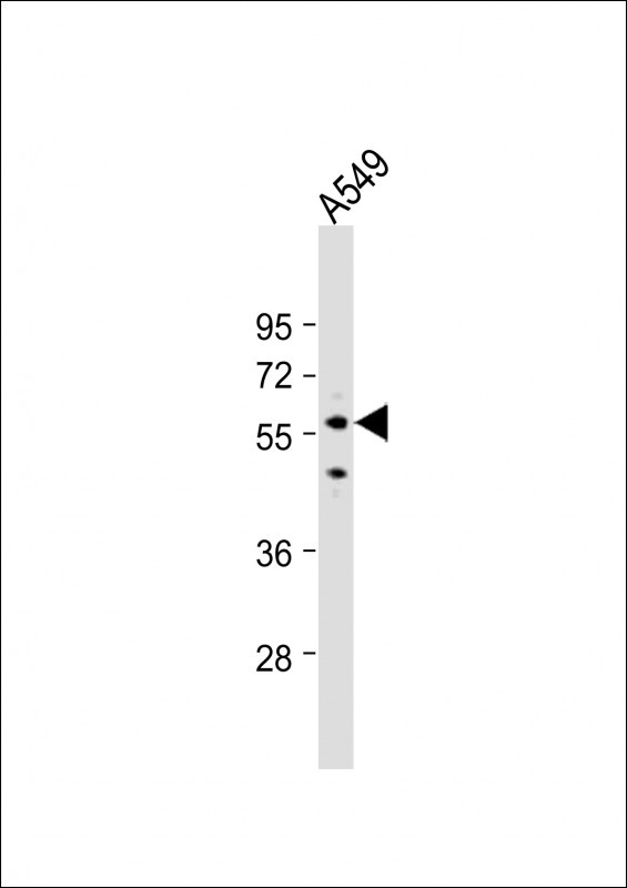 SMAD9 Antibody