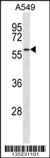 SMAD9 Antibody