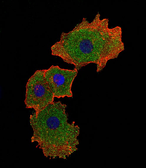 SMAD9 Antibody
