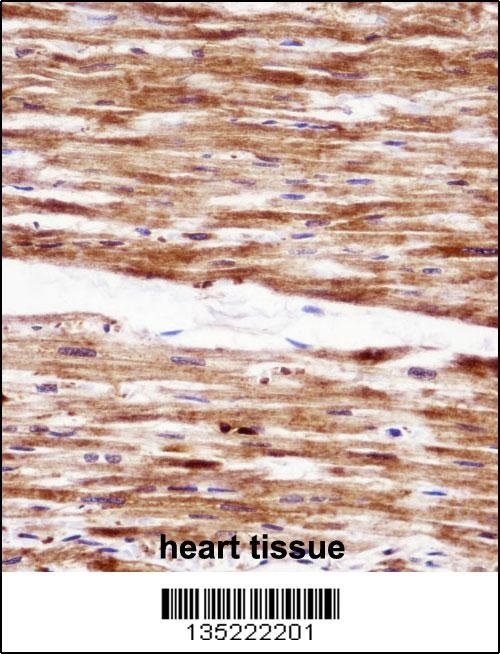 RGS5 Antibody