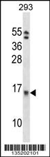EIF1B Antibody