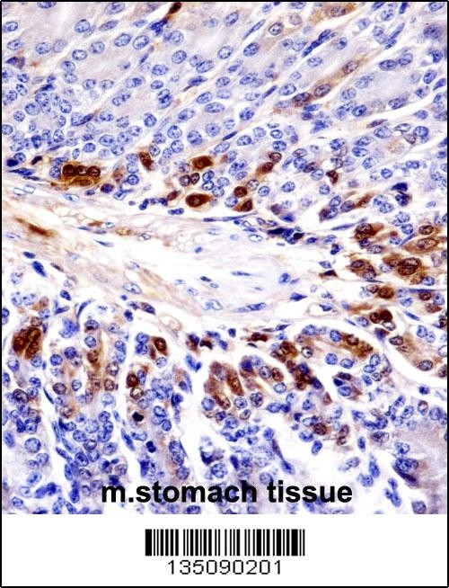 Mouse Sgk269 Antibody