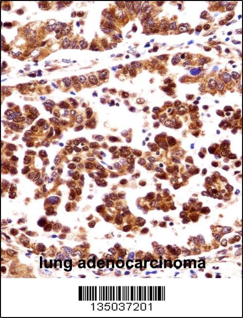 ORC3L Antibody