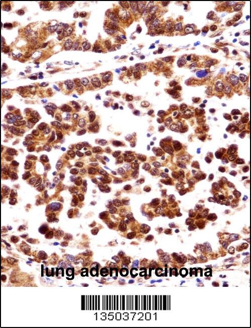 ORC3 Antibody