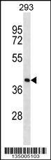 FDPS Antibody