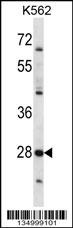 PRSS27 Antibody