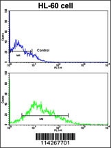 LIN28B Antibody