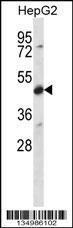 CDR2 Antibody