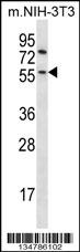 Gsk3b Antibody