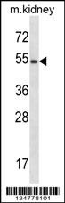 Frk Antibody