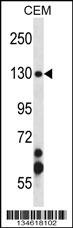 SMC3 Antibody
