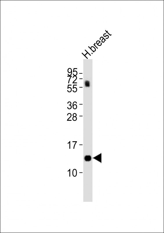 LALBA Antibody