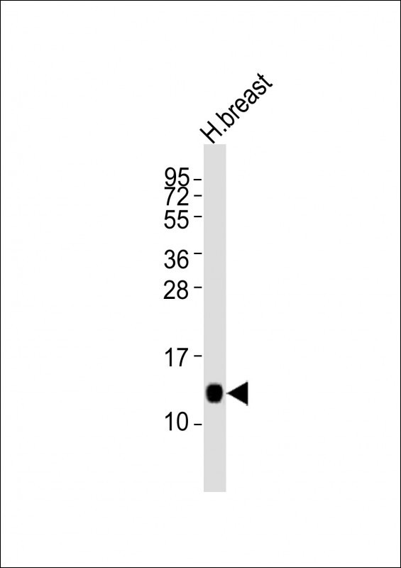 LALBA Antibody