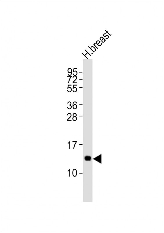 LALBA Antibody