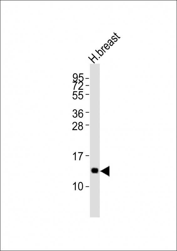 LALBA Antibody