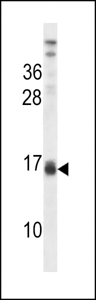 LALBA Antibody