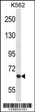 KCND2 Antibody