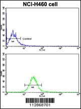 CDH10 Antibody