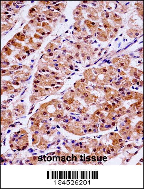 KLK15 Antibody