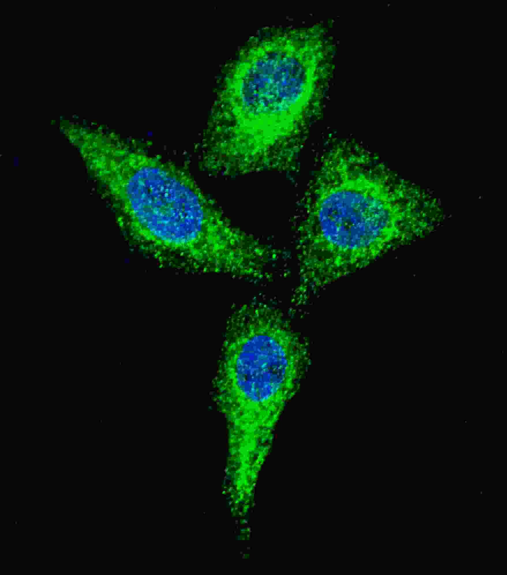 ALPI Antibody