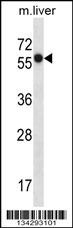 SLC45A3 Antibody