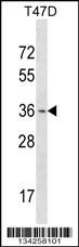OTX1 Antibody