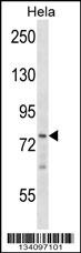 BRF1 Antibody