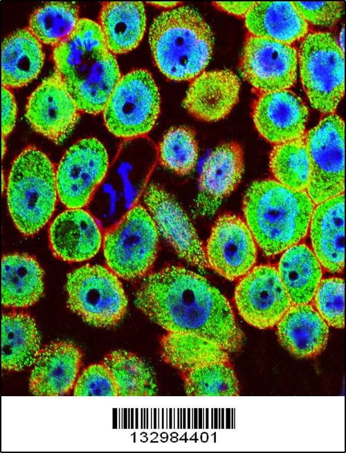 HN1 Antibody