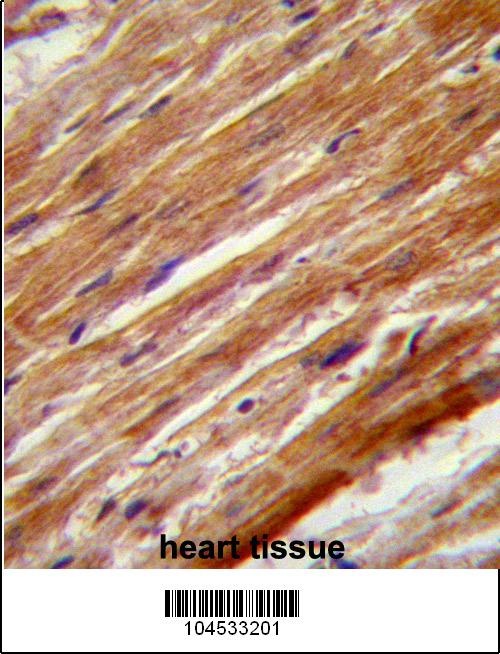 MEKK4 Antibody