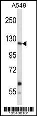 Insrr Antibody