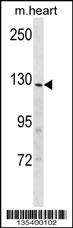 Insrr Antibody