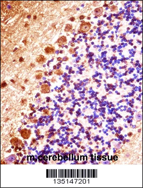 Mouse Stk32b Antibody