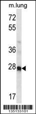 Hoxa4 Antibody