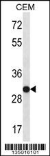 SNRPA Antibody
